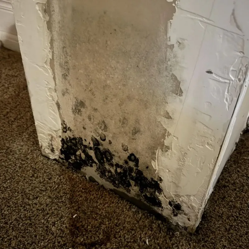 Professional Mold Removal in New London, MO